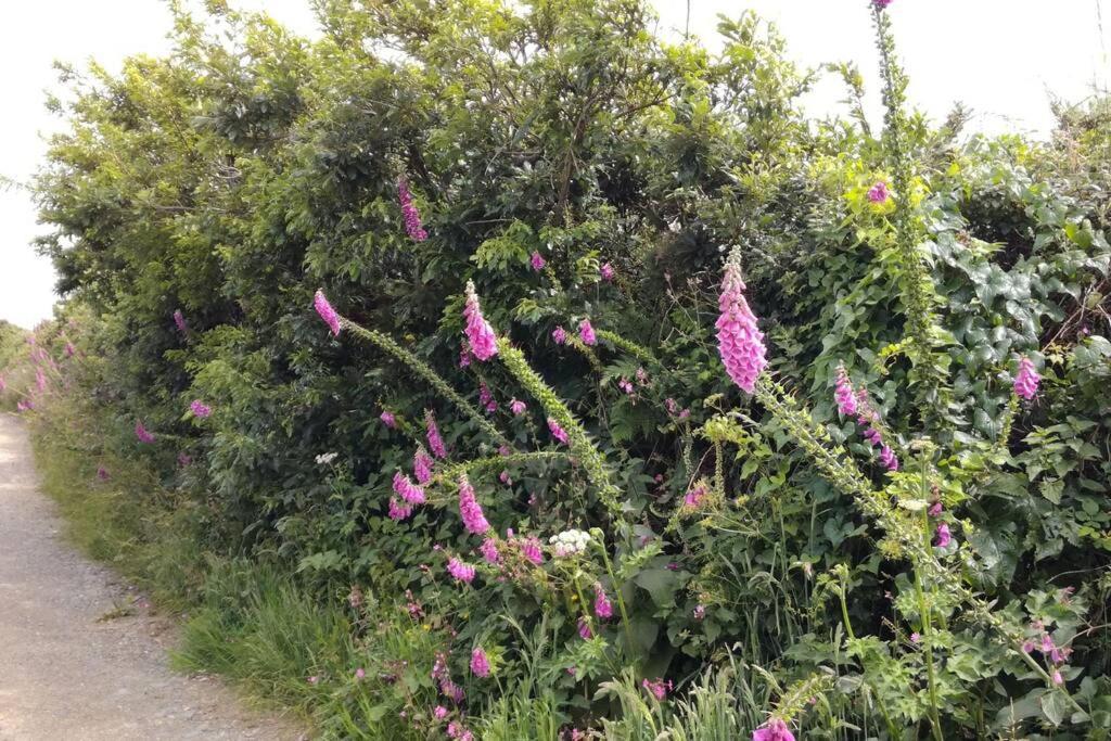 Farm Accommodation - The Lizard Peninsula, Cornwall Helston Buitenkant foto