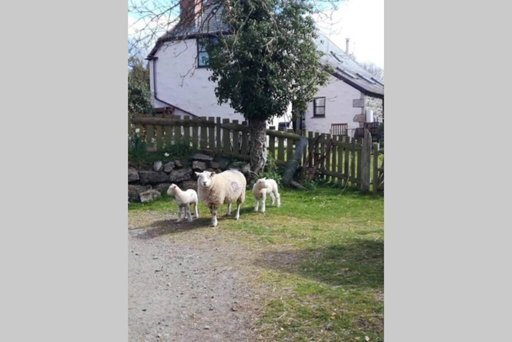 Farm Accommodation - The Lizard Peninsula, Cornwall Helston Buitenkant foto