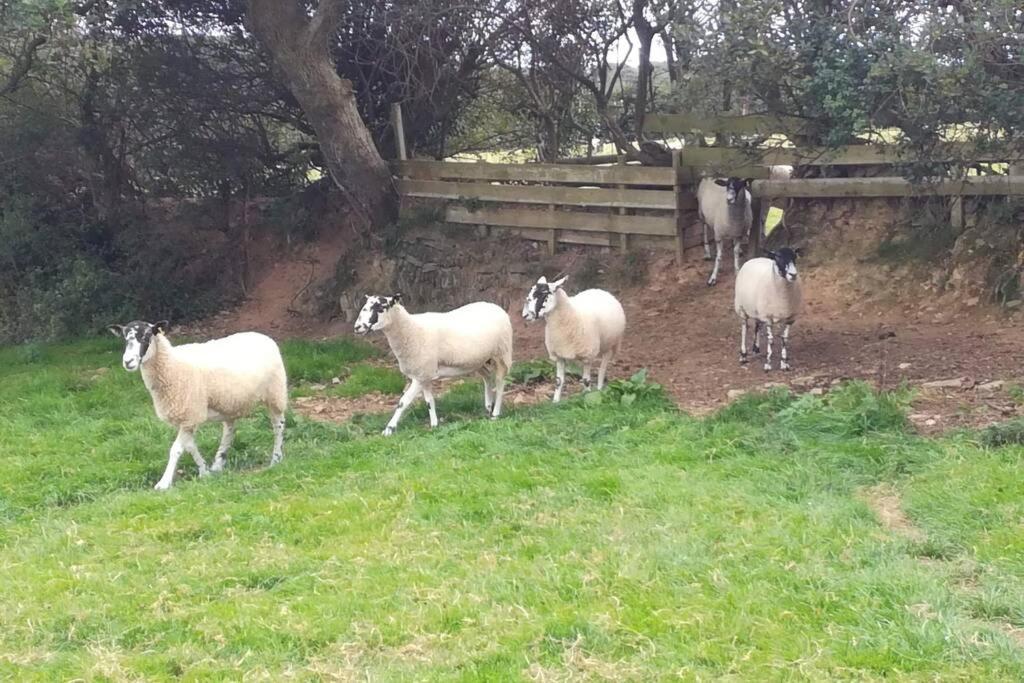 Farm Accommodation - The Lizard Peninsula, Cornwall Helston Buitenkant foto