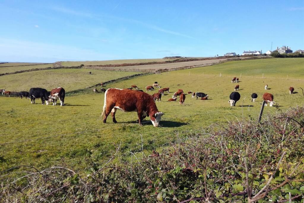 Farm Accommodation - The Lizard Peninsula, Cornwall Helston Buitenkant foto
